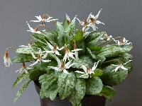 Erythronium dens-canis 'Snowflake'